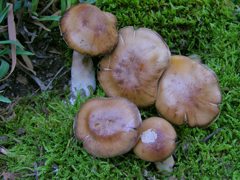 Cortinarius da determinare